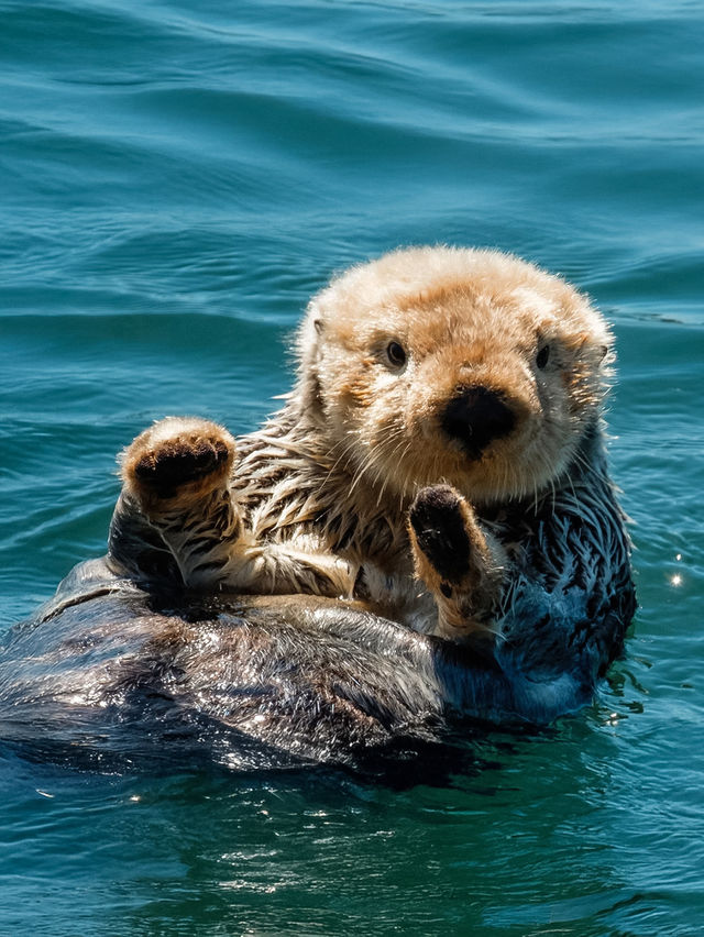 專車直達！舊金山定制包車自由行玩市區周邊