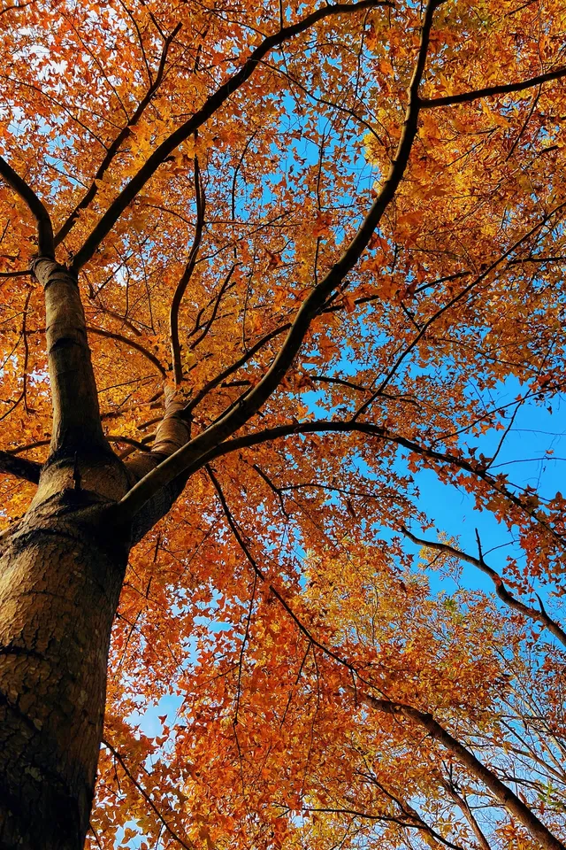 台州賞秋封神4條徒步路線建議收藏~ 台州賞秋封神4條徒步路線建議收藏~