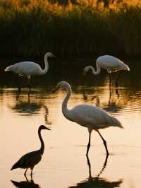 星空帳篷裡學做小漁民!東灘濕地邊的自然營地