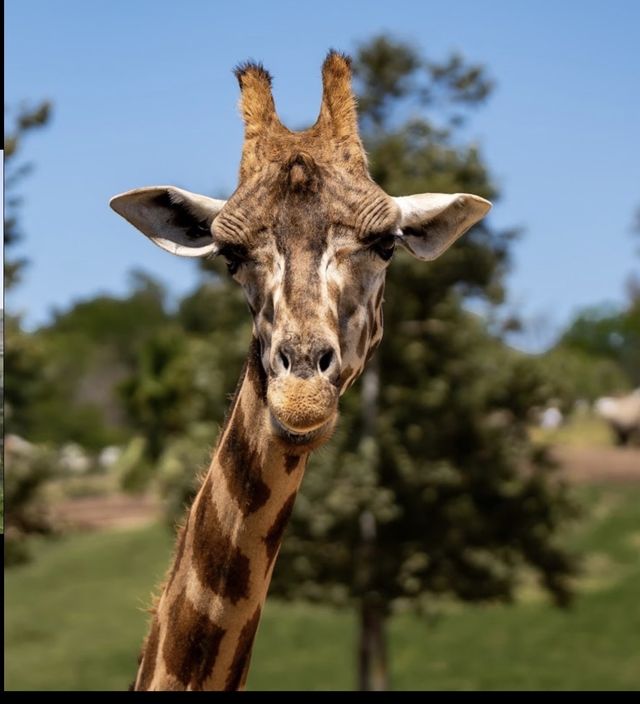聖地亞哥必遊野生動物園