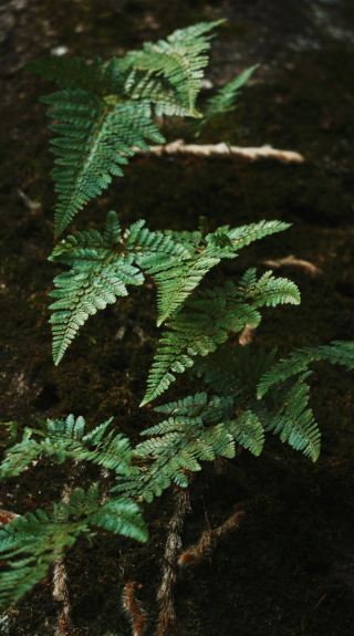 ความเขียวขจีอันอุดมสมบูรณ์ของภูเขาจิงหม่ายในเดือนมีนาคมนี้ แทบจะล้นหน้าจอเลยทีเดียว!