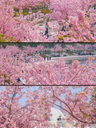 3.9 Real Shots of Shanghai's Lesser-Known Cherry Blossom Park Going Viral!