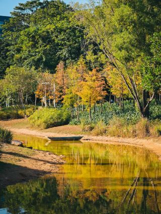 観湖中心公園、深圳で人が少なく景色が美しい隠れた特色公園