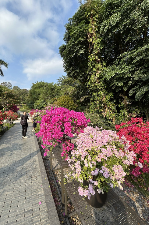 花が咲き誇り、多彩な姿を見せる春の花舞う深圳の絶景 | Trip.com 深セン