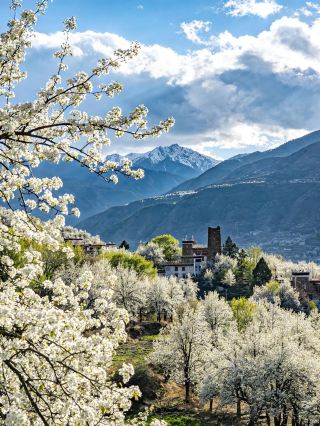 川西5日間ルート｜梨の花と雪山のロマンを一度にパッケージ