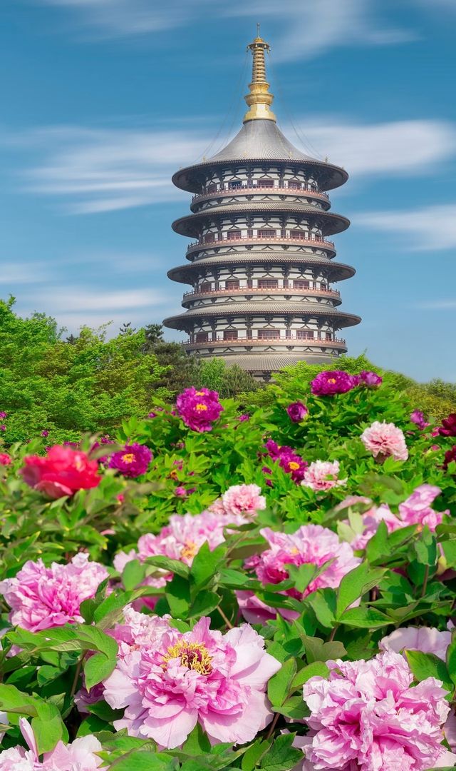 本地人私藏!神州牡丹園這樣玩,道地不踩雷|Trip.com 洛陽
