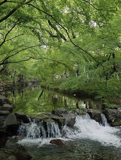 Nine Streams and Eighteen Ravines Forest Scene | Trip.com Hangzhou