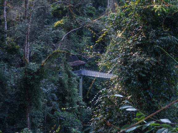 望天树景区(北纬 21° 雨林) 参考图 4
