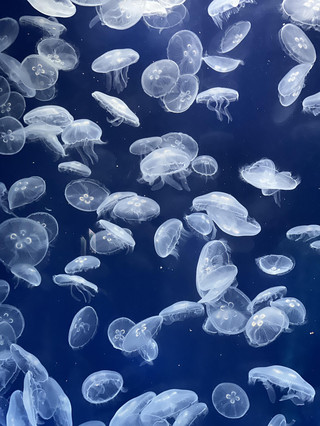 被低估的旅遊發現|隱藏療癒秘境:桃園Xpark水族館