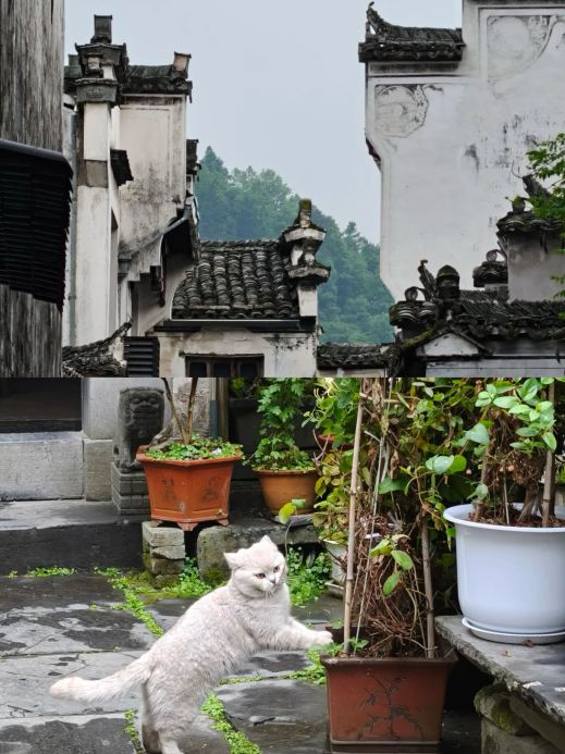 【 幽邈山水 — 桃源郷への旅 】 逃げる都会の喧騒 | 私は西递で桃源郷を見つけた | Trip.com 黟県
