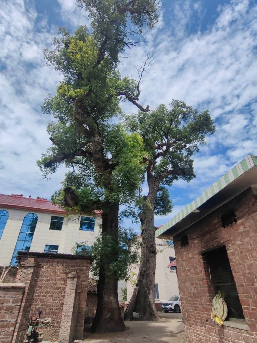 Skip Taihe! A hidden ancient tower and scenic spot with an average