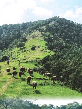 瀋陽周辺の旅｜雨の日でも美しすぎる「小さなスイス」山野ウ
