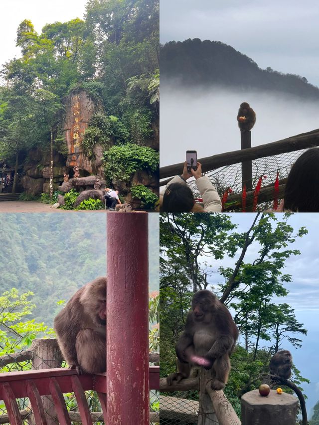 峨眉山完全攻略!雲海と仏光を見て、霊猿に出会う | Trip.com 峨眉山