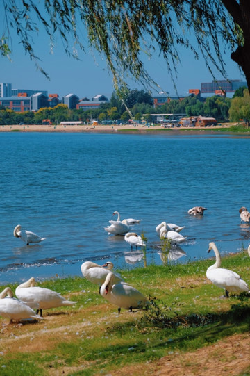 SUWAH Northern Placen – 巡 JUN North Longhu Lake swan watching is off the charts for romance