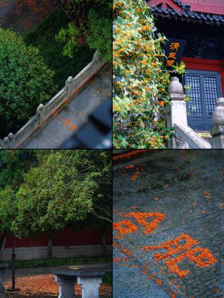 A rainy day in Hefei, carrying the scent of Luzhou's osmanthus