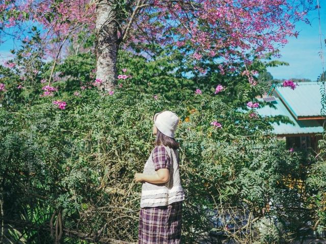 บ้านร่องกล้า