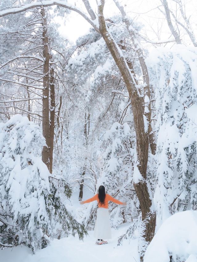 아름다운 눈꽃세상❄️