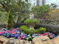本地遊 | 坐港鐵遊香港 | 青衣站 | 兩個繡球花打卡熱點