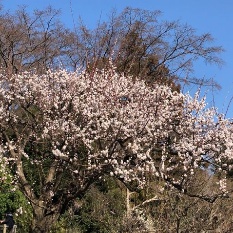 井の頭公園