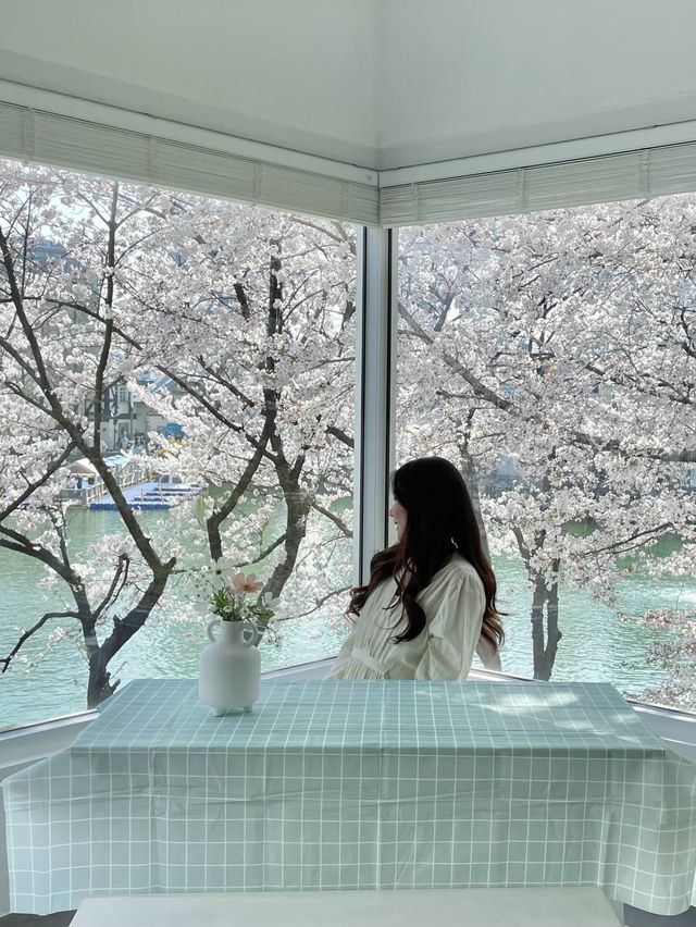 석촌호수 벚꽃 이번주 절정🌸🌸🌸