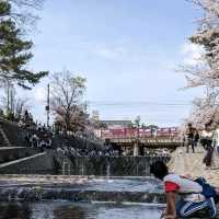 【電車と桜の夙川】近所の方もオススメの夙川駅！