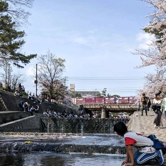 【電車と桜の夙川】近所の方もオススメの夙川駅！