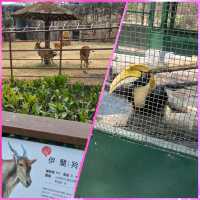 坐小火車欣賞動物