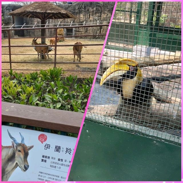 坐小火車欣賞動物