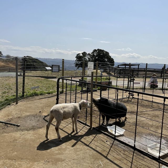 【千葉】可愛い動物と触れ合えるマザー牧場🐄