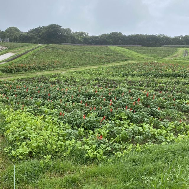 淡路島「あわじ花さじき」駐車場料金だけで入場できる花畑