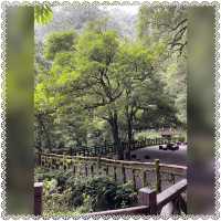（桃園/復興）享受芬多精的洗禮-拉拉山神木群步道