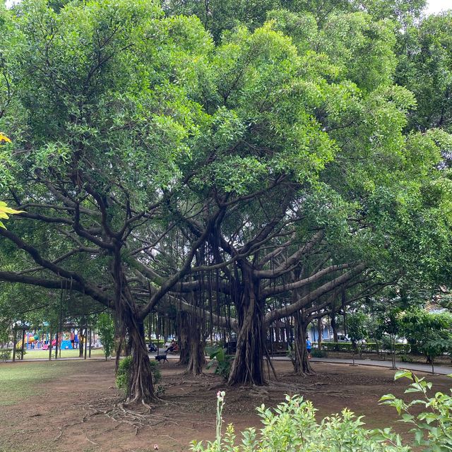 山子頂公園 🌳