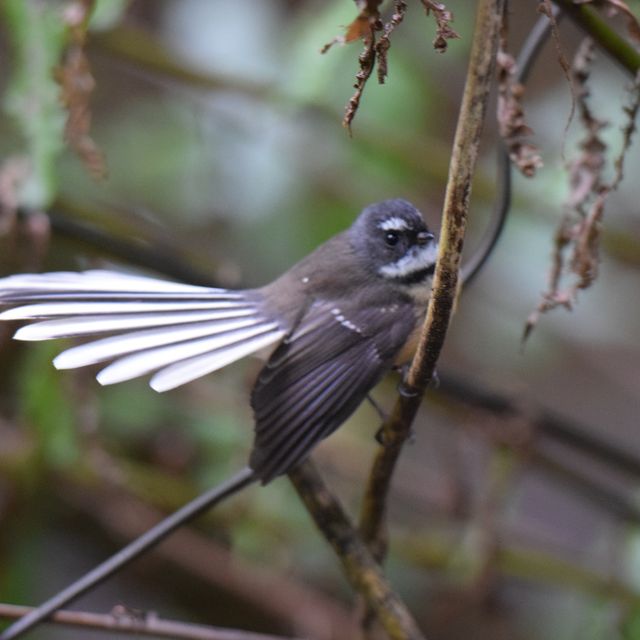 自然保護区ZEALANDIA