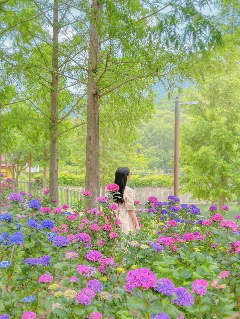 진주 월아산 숲속의 숨은 수국 스팟🍃💜🩵