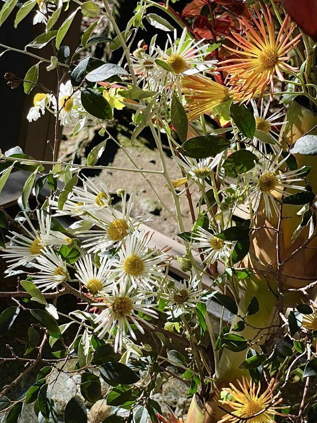 【東京都/赤坂氷川神社】生け花スタイルの花手水のある神社