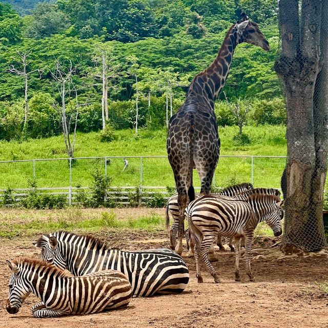 Singha Park Chiang Rai 