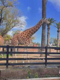 🦁🐼🦒阿德萊德動物園～與動物們面對面的奇妙冒險🦁🐼🦒