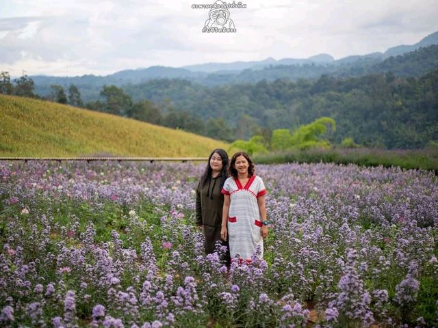 ไร่ภูผาหมวก ไร่ภูผาหมวก