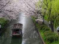 【京都市】桜 x 川 x 舟の風情🌸
