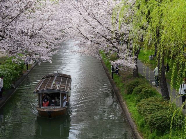 【京都市】桜 x 川 x 舟の風情🌸