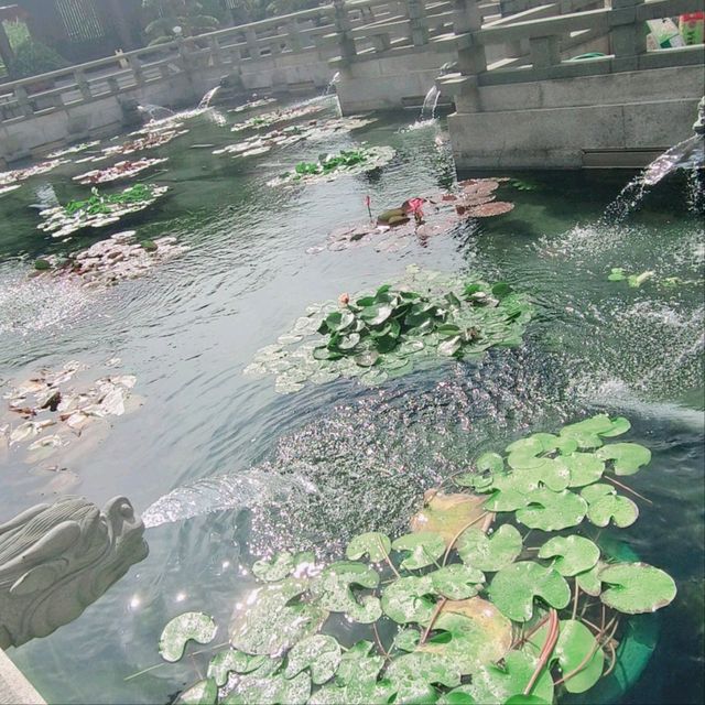 蓮園，請和你的伴侶逛一圈！祝福你們，感情似水伴蓮！