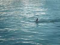 Pink Dolphins at Khanom, Nakhon Si Thammarat 
