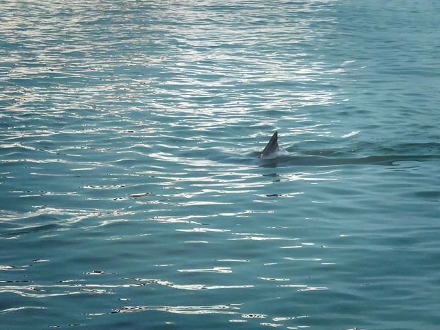 Pink Dolphins at Khanom, Nakhon Si Thammarat 