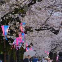 【東京】ついに始まった隅田川の桜祭り
