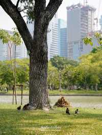 ปิคนิครับลมที่สวนจตุจักร