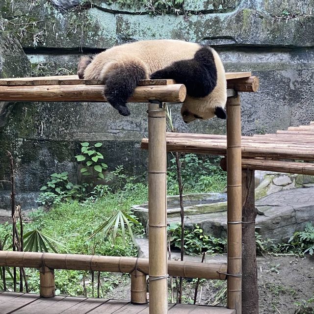 包羅萬有的重慶動物園