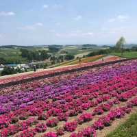 Flowers In Full Bloom In Hokkaido 🌸🌼🌷🌹