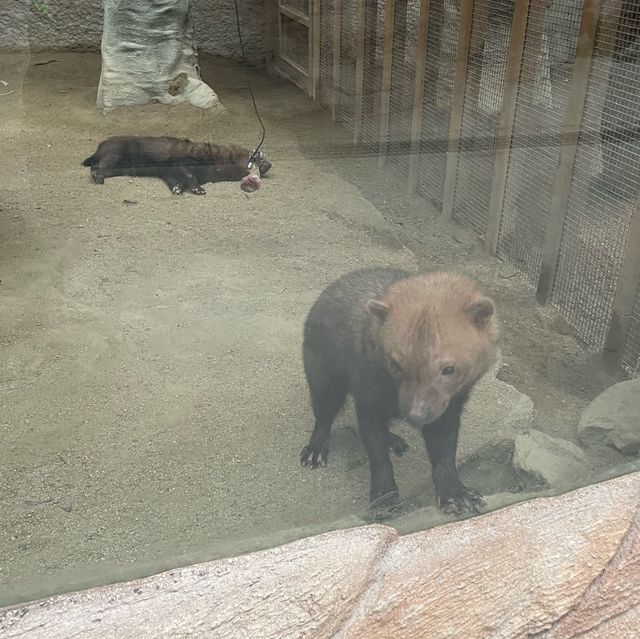 【動物全接觸】神戶動物王國🦚