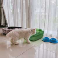 พิกัดที่พักพาน้องหมา น้องแมวเข้าพักได้ 🐕🐈