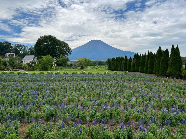 四季景色皆優美 @ 山中湖花之都公園